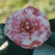 Princess Baciocchi Variegated